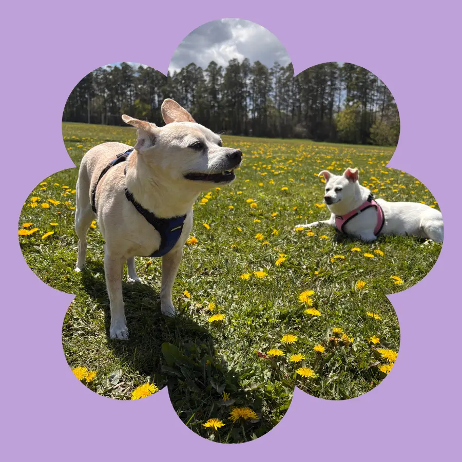 Dogs enjoying the grass